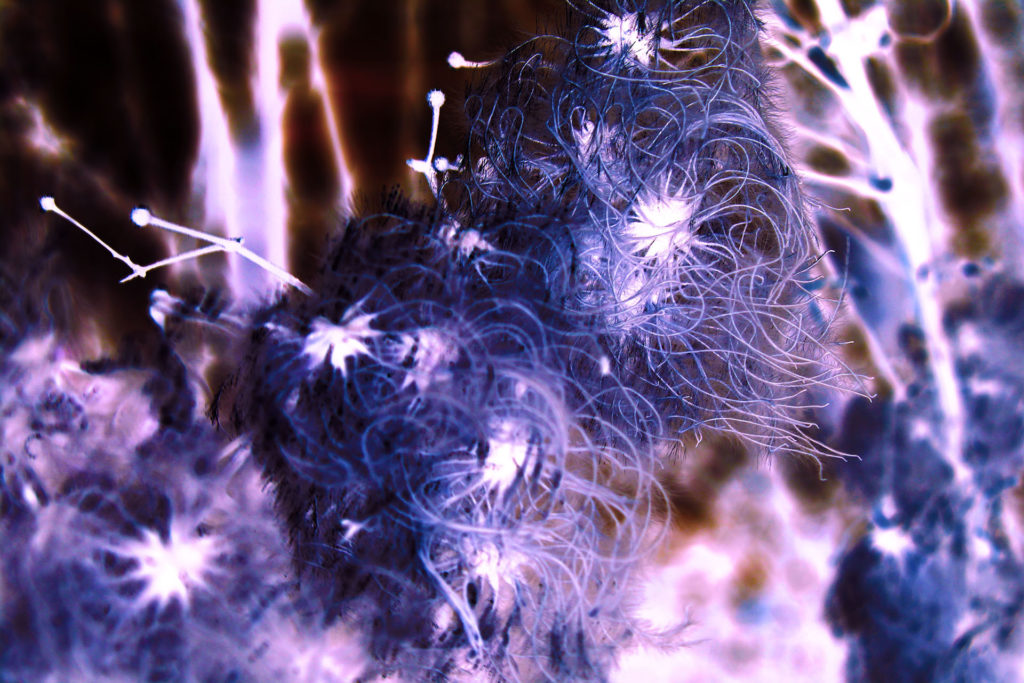 Photography Shaula Peinke