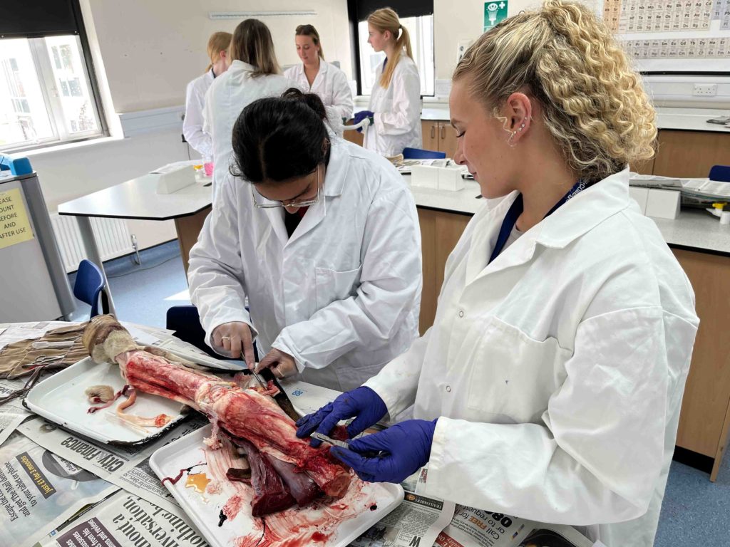 Students dissecting a horse leg