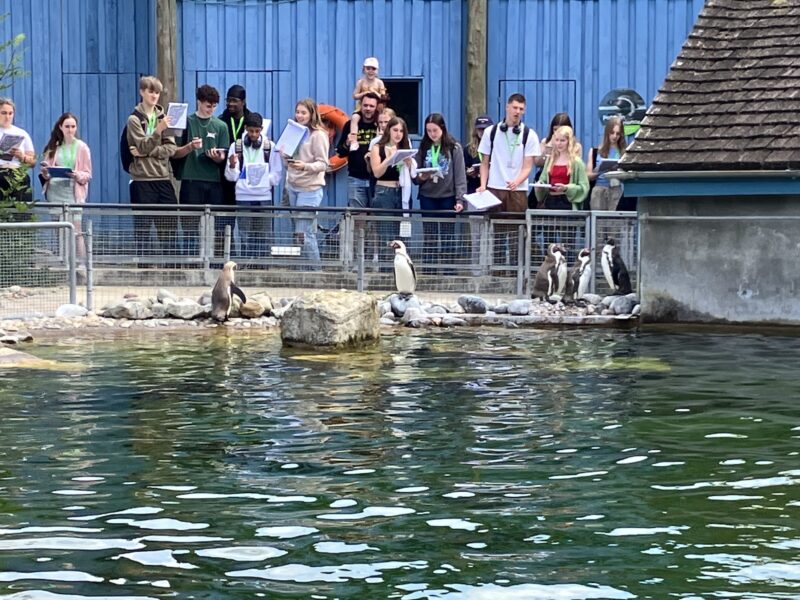 Students are looking the penguins