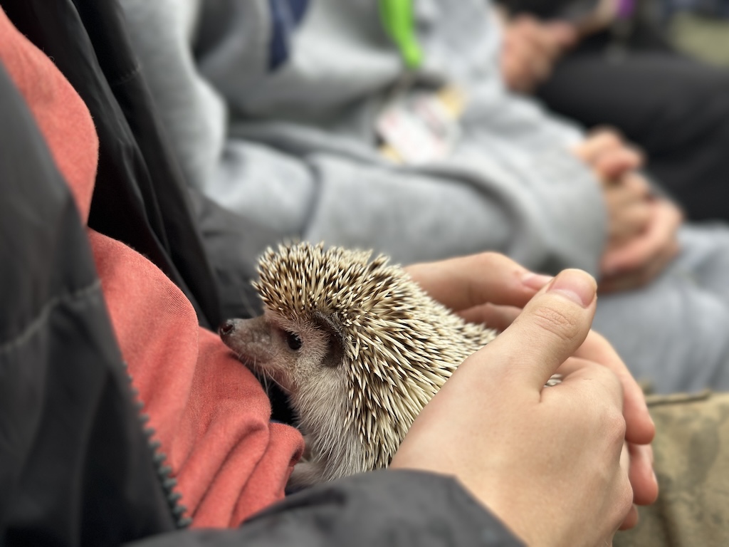 Student  holding Snowdrop the hedgehog
