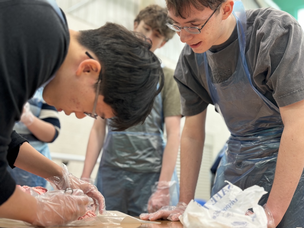 Students wearing plastic aprons and gloves, getting hands-on experience of dissection